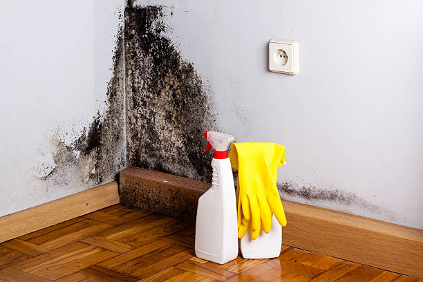 Best Office Mold Removal Services  in Rutgers University Livingston Campus, NJ